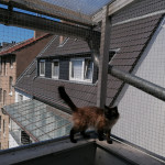 Katzenschutznetz sch&uuml;tzt Katze auf Balkon vor Absturz. Katzengitter Montage im Dachgescho&szlig; durch Firma aus NRW, Katzensicherung rundum auf Dachbalkon. Sicherer Auslauf f&uuml;r Katzen in Dachwohnung durch Balkonnetz